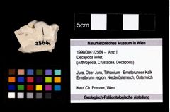 Foto (Objekt + Etikett) von Decapoda indet.  (NHMW-GEO-1990-0041-2564)